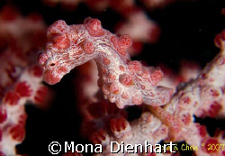 a cooperating pygmy seahorse on one of our dives in Lembeh by Mona Dienhart 